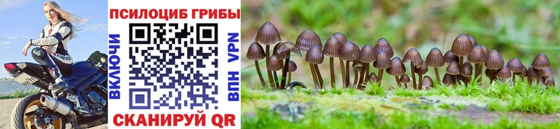 Купить  Мышкин  Псилоцибиновые грибы Psilocybine cubensis 